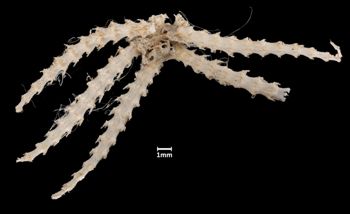 Media type: image;   Invertebrate Zoology OPH-2147 Aspect: dorsal
